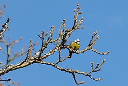 鳥,大山雀,樹