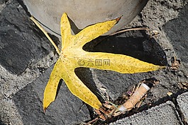 葉子,黃色,黑色