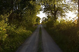 綠色,草,路徑