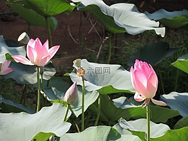 蓮花,花,葉
