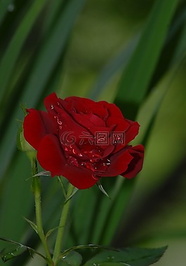 羅莎,紅色的,鮮花