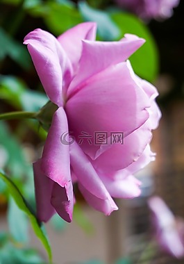 玫瑰,粉紅色,花瓣