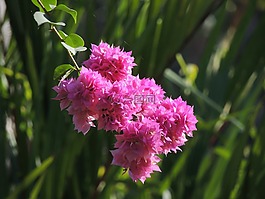 九重葛,花,粉紅色