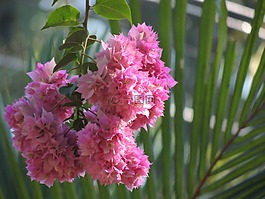 九重葛,花,粉紅色