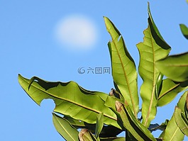 模糊,月亮,枝杈