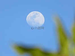 月亮,模糊,枝杈