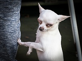 奇瓦瓦州,狗,chiwawa