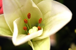 鮮花,花角,白花