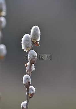 貓,柳 jíva,性質