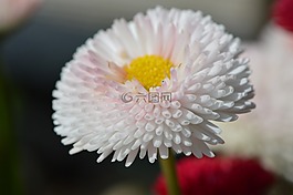 花,春天,白