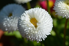 花,春天,白