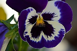 潘茜,紫羅蘭色,花