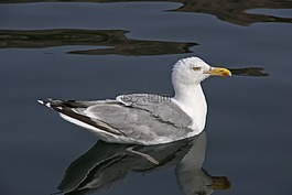 誠實而感到高興,海鷗,海鳥