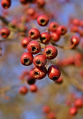 山楂,水果,红色