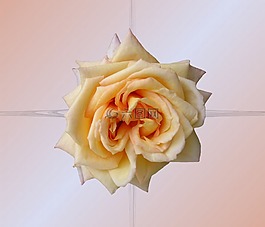 玫瑰,花,開花