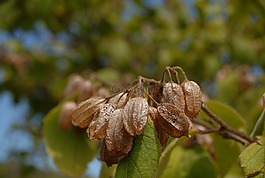 水果,性質(zhì),植物