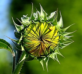太陽花,性質(zhì),向日葵芽