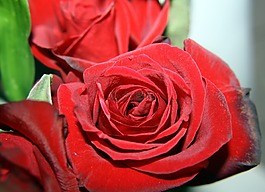 玫瑰,紅色,鮮花