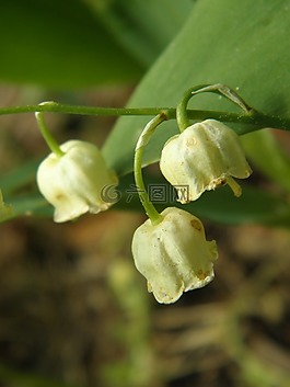 花,夏天,宏