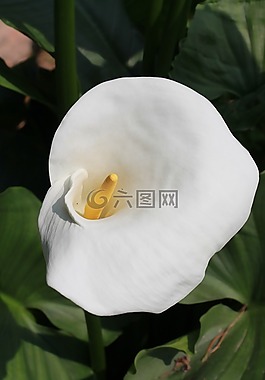 馬蹄蓮,開花,白
