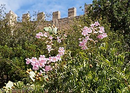 鮮花,墻,城堡