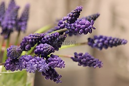 花卉,紫色,紫色的花朵