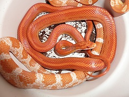 玉米蛇,蛇,terraristik