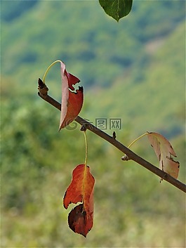 葉子,性質,樹