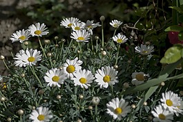 margrite,春天,鮮花