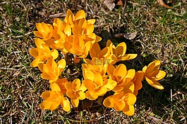 藏紅花,黃色,開(kāi)花