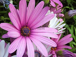 非洲雛菊,雛菊,花