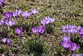 藏红花,紫,frühlingsanfang