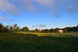 原野,日出,綠色