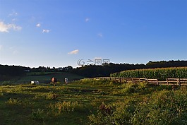 原野,日出,馬匹