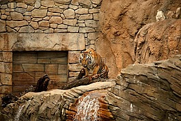 虎,動物園,復合