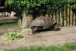 龜,烏龜,動(dòng)物園