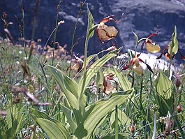 蘭花,花,frauenschuh