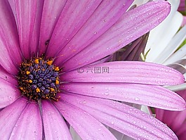 dimorphotheca jucunda,osteospermum barberae,osteospermum