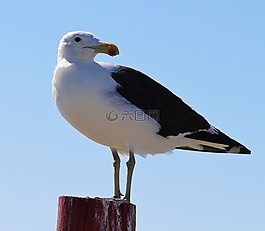 海鷗,海,海灘