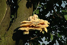 關(guān)閉,樹菌,樹