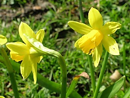 水仙,鮮花,春天