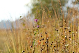 性质,草,秋季
