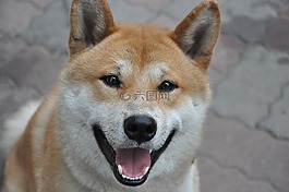 狗,柴犬,微笑