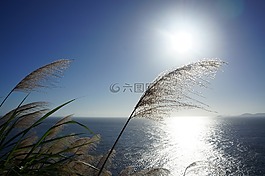 蘆葦,陽光,島嶼