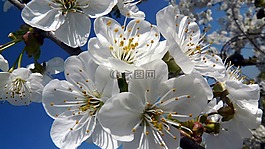 開花,櫻花,白