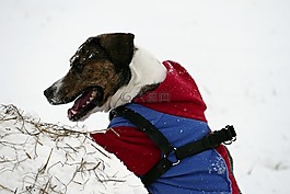 狗,冬季,雪
