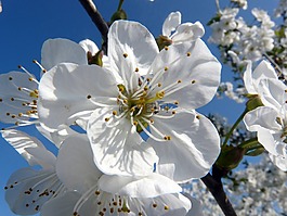 櫻花,白,白花