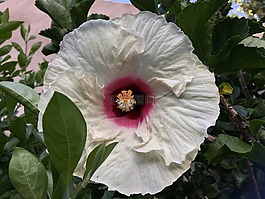 芙蓉白,白色的花瓣,ibisco