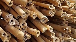 竹,竹種園,廠