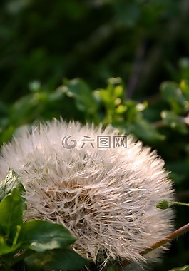 蒲公英,種子,性質(zhì)